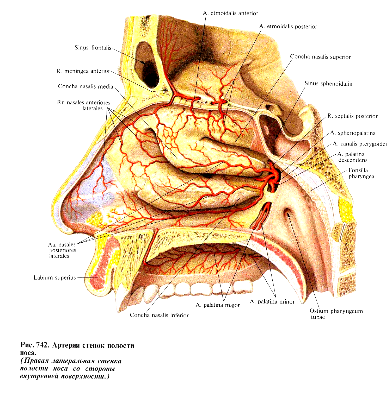 Обонятельная область носа. Хоаны носа анатомия. Анатомические структуры полости носа. Строение носовой полости изнутри. Носовая полость строение анатомия.