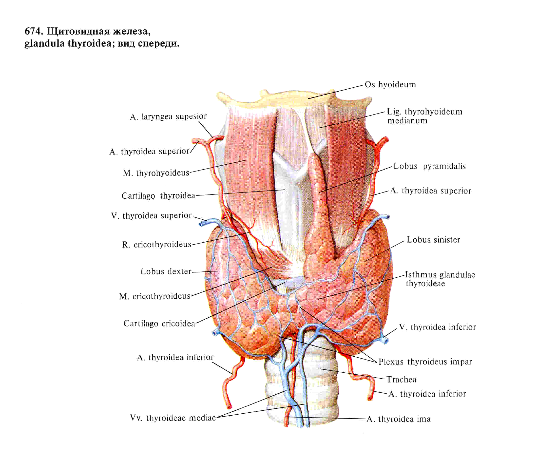 Отсутствие паращитовидной железы латынь. Верхняя артерия щитовидной железы анатомия. Кровоснабжение и иннервация щитовидной железы схема. Анатомия щитовидной железы Синельников.