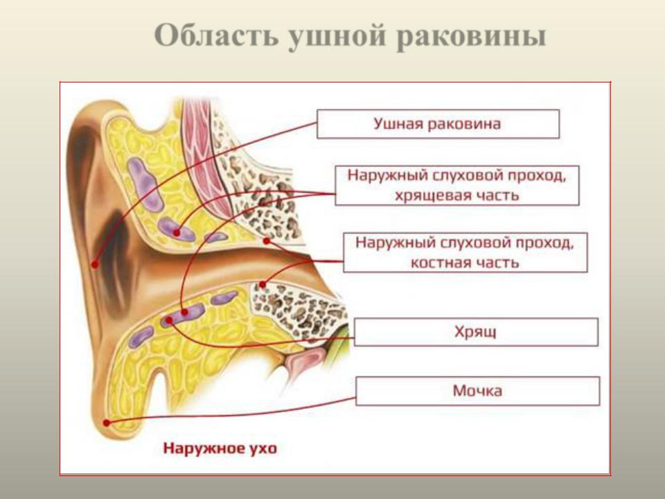 Ушные латынь. Строение наружного уха хрящ. Строение наружного слухового прохода. Наружное ухо наружный слуховой проход. Наружный слуховой проход костная и хрящевая части.