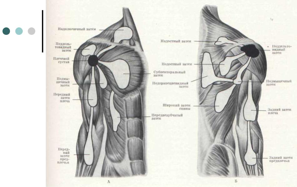 Сумка мышцы. Подмышечный заворот плечевого сустава. Завороты плечевого сустава топографическая анатомия. Синовиальная сумка подлопаточной мышцы. Поддельтовидная синовиальная сумка.