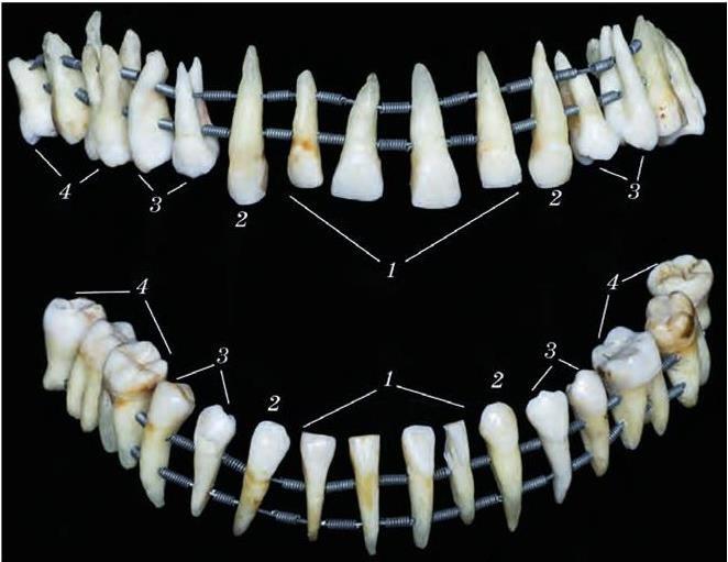 Клык фото зуба. Корни резцов верхней челюсти. Зуб клык коренной зуб. Молочный зуб Нижний резец.