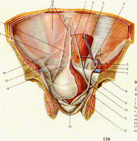 Влагалище прямой мышцы живота: Задняя пластинка - e-Anatomy - IMAIOS
