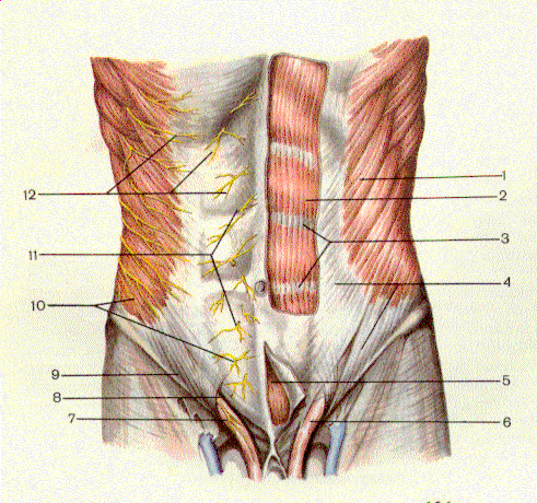 Толстая брюшная стенка. Переднебоковая стенка живота мышцы. Мышцы переднебоковой брюшной стенки. Передняя брюшная стенка иннервация. Мышцы живота анатомия переднебоковая.