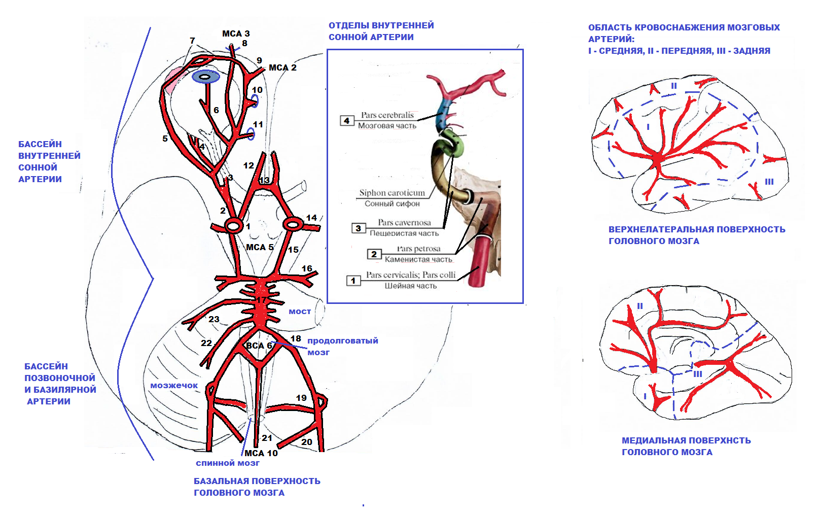 Статья артерия жизни по дну чего. Ветви внутренней сонной артерии схема. Наружная и внутренняя Сонная артерия схема. Внутренняя Сонная артерия и ее ветви схема. Внутренняя Сонная артерия кровоснабжение схема.
