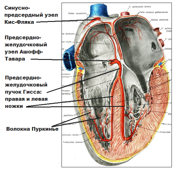 Синусный узел находится. Предсердно-желудочковый узел расположен. Синусно предсердный узел функции. Предсердно-желудочковый узел проводящей системы сердца расположен. Синусно-предсердный узел проводящей системы сердца располагается в:.