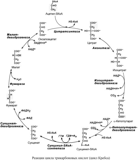 Цикл коа. Цикл трикарбоновых кислот цикл Кребса. Цикл трикарбоновых кислот ЦТК биохимия. Цикл Кребса формулы. ЦТК биохимия схема.