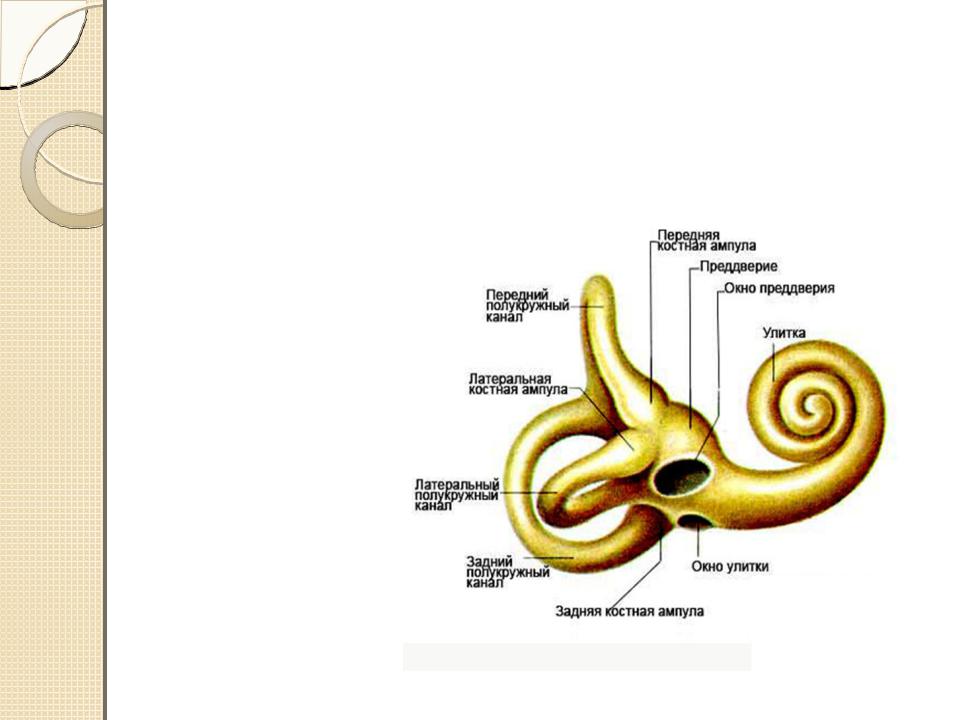 Составные части внутреннего уха. Строение костного Лабиринта внутреннего уха анатомия. Строение уха костный Лабиринт. Внутреннее ухо костный Лабиринт. Строение Лабиринта внутреннего уха.