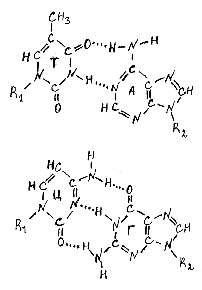 Водородный связи между аденином и тимином. Аденин и Тимин водородная связь. Аденин Тимин связь. Водородные связи между азотистыми основаниями. Строение Тимина и цитозина и комплементарных им оснований.