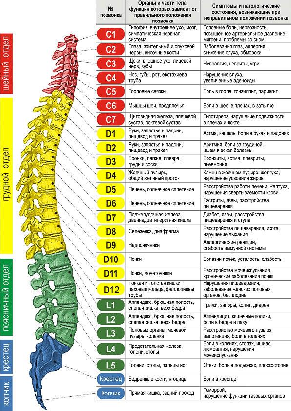 13. Пресмыкающиеся