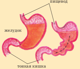 Желудочный сок в кишечнике. Физиология желудка и двенадцатиперстной кишки. Перемешивание пищи в желудке. Ферментами сока тонкой кишки