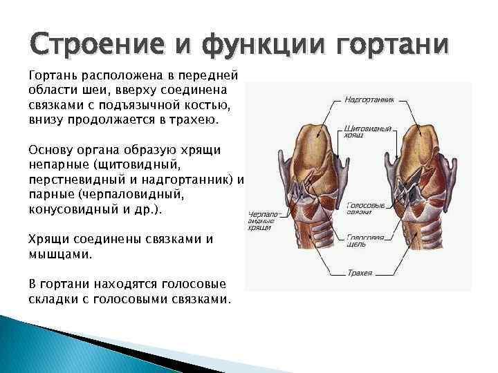В какую систему органов входит гортань. Гортань анатомия человека строение и функции. Гортань: топография, строение, хрящи. Гортань положение строение функции. Особенности строения гортани.