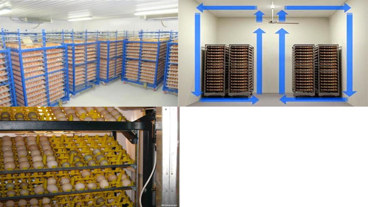 Упаковка маркировка хранение. Хранение яиц на яйцескладах. Хранение яиц на предприятии. Временный склад для хранения яиц. Система складирования яйцесклада.