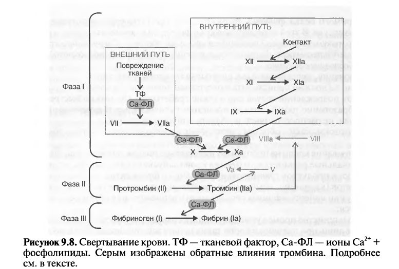 Сдвиг лейкоцитарной формулы влево при панкреатите