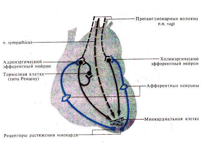 Аппарат на сердце на сутки фото