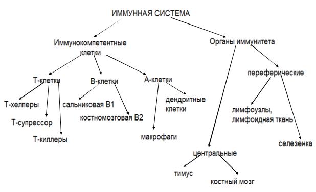 Механизм иммунитета схема