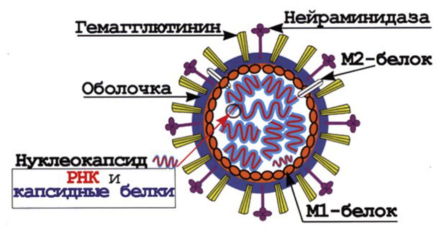 Геном гриппа. Антигенная структура вируса гриппа схема. Антигенная структура вируса гриппа микробиология. Вирус гриппа строение антигенная структура. Респираторно-синцитиальный вирус строение.