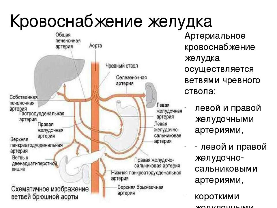 Лимфатические сосуды в селезенке Лимфатические сосуды в селезенке thumbnail