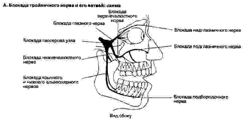 Тройничный нерв на лице фото