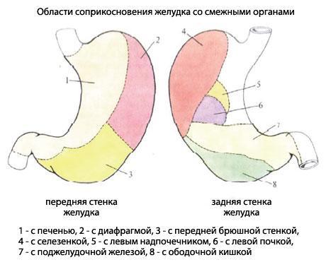 Лимфатические сосуды в селезенке