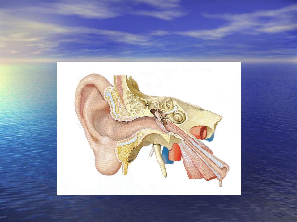 8 орган слуха и равновесия. Орган слуха и равновесия. Орган слуха и равновесия анатомия. Строение органа слуха и равновесия анатомия. Орган слуха и равновесия 8 класс.