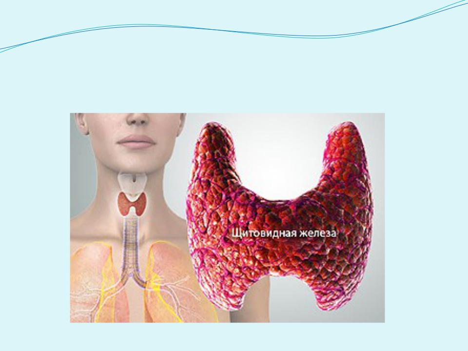 Щитовидная железа биология 8. Щитовидная железа настоящая. Щитовидная железа в организме человека. Щитовидная железа рисунок.