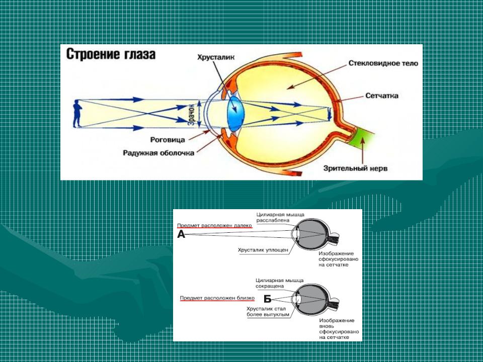 3 оптическая система глаза. Зрительный анализатор строение глаза оптическая система глаза. Строение человеческого глаза хрусталик. Хрусталик это схема оптическая система глаза.
