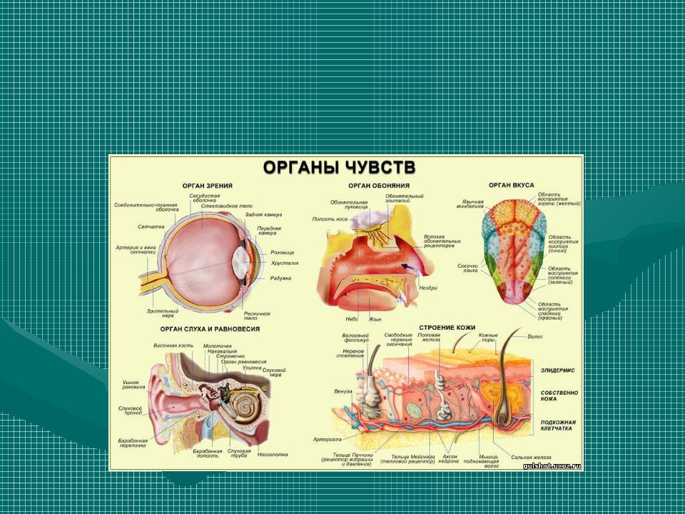 Орган вкуса и обоняния анатомия. Как взаимодействуют органы вкуса и обоняния. 5 Органов чувств. Орган презентация.