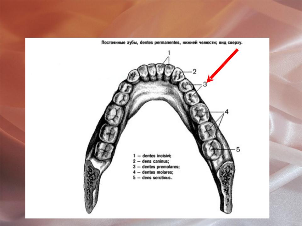 Зуб семерка верхний. 7 Зуб нижней челюсти анатомия. Зубы верхней челюсти анатомия. Строение 4 зуба нижней челюсти. Зубы верхней и нижней челюсти анатомия.