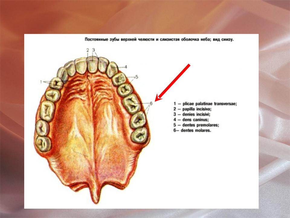 Снизу и на верхних. Нёбо анатомия верхней челюсти. Верхние зубы человека вид снизу. Постоянные зубы верхней челюсти и слизистая оболочка неба вид снизу. Постоянные зубы верхней челюсти.