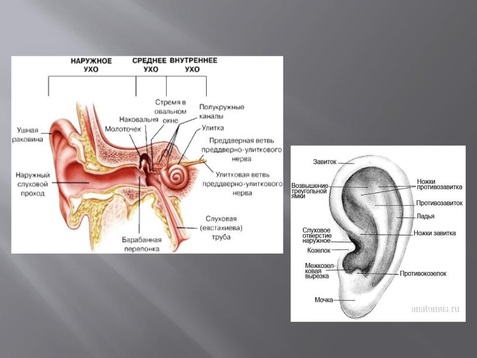 Части уха наружное среднее внутреннее