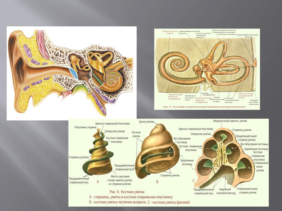 Канал улитки состоит из. Строение улитки уха спиральн. Строение улитки внутреннего уха. Костная спиральная пластинка. Строение внутреннего уха.