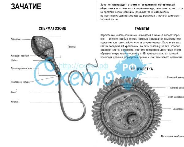 Определи какой цифрой на рисунке обозначены мужские гаметы