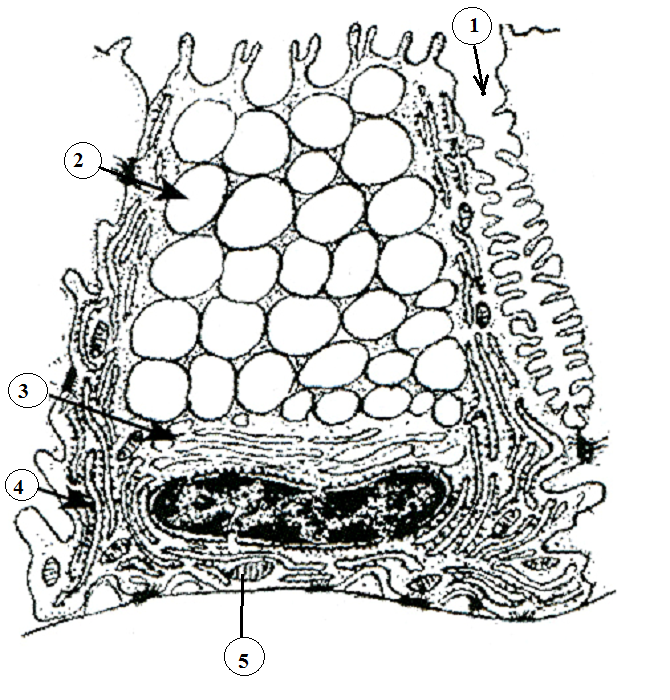 Мукоцит Электронограмма. Слизь-продуцирующая клетка Электронограмма. Мукоциты гистология строение. Исчерченный клеток слюнная железа. Слизь строение