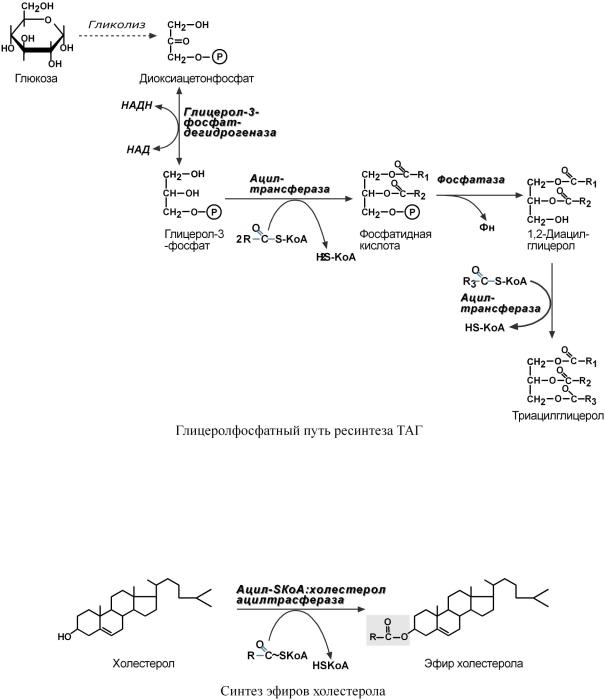 Синтез глицерола схема