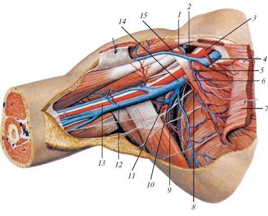 Дельтовидная область топографическая анатомия