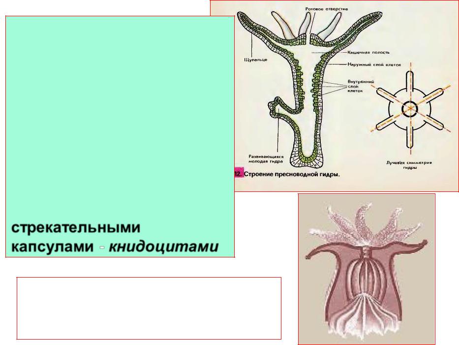Общий признак гидры и медузы