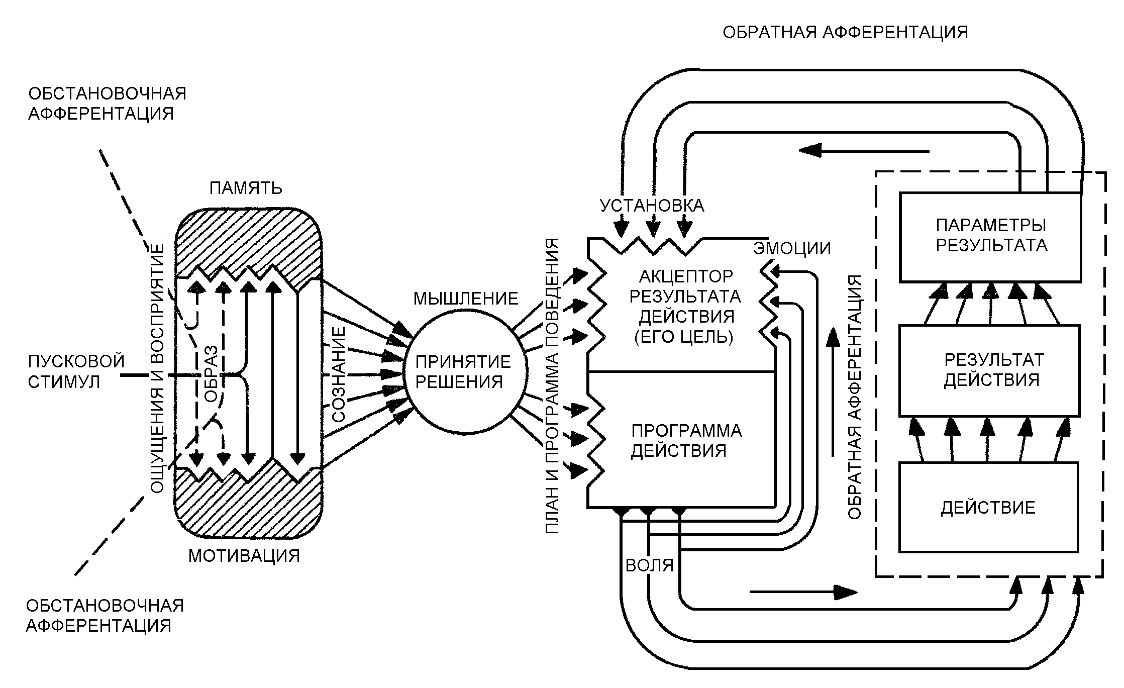 Операциональная схема фс механизм целенаправленного поведения