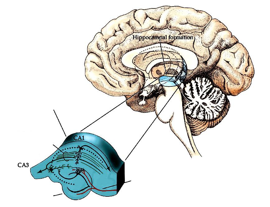Память функция мозга. Гиппокамп головного мозга анатомия. Аммонов Рог гиппокампа. Структура мозга гиппокамп. Гиппокамп анатомия строение.