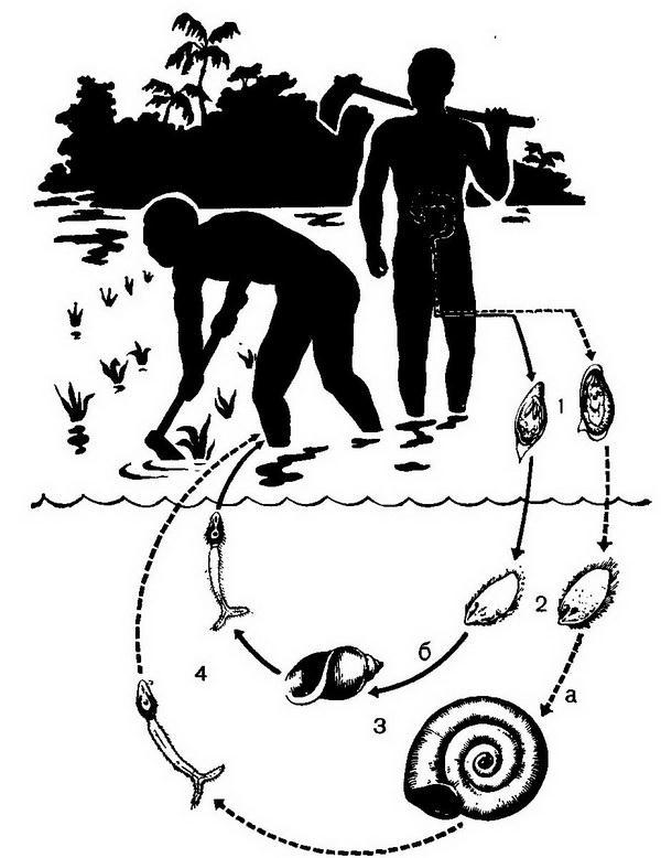 Жизненный цикл шистосомы. Shistosoma mansoni жизненный цикл. Кишечный шистосомоз жизненный цикл. Schistosoma жизненный цикл. Schistosoma mansoni жизненный цикл.