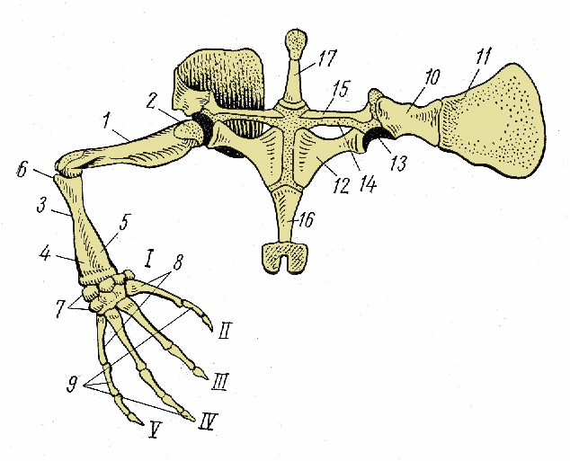 Скелет передних конечностей лягушки. Скелет лягушки коракоид. Пояс верхних конечностей амфибий. Скелет лягушки пояс передних конечностей. Скелет пояса верхних конечностей у лягушки.