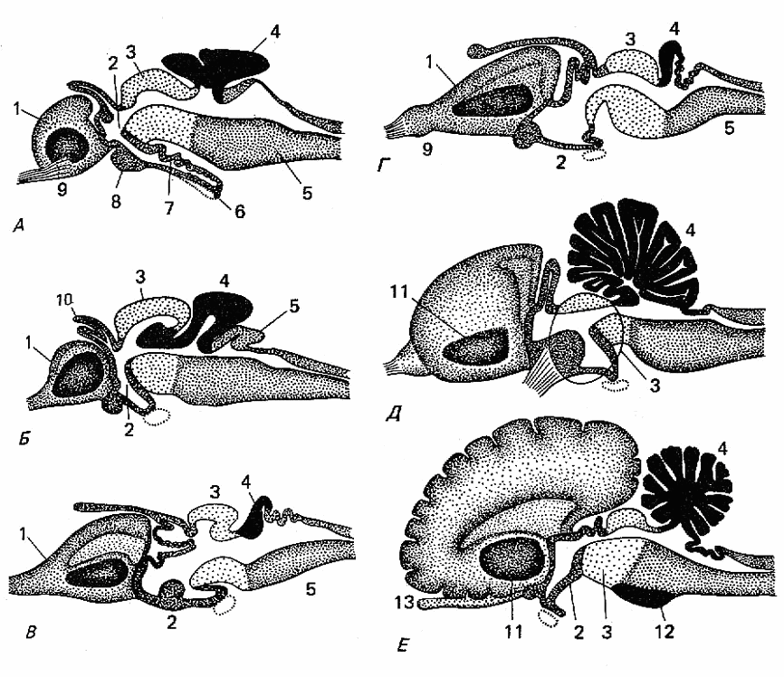 Головной мозг птиц отличается от земноводных. Филогенез головного мозга хордовых. Строение головного мозга хордовых. Эволюция висцерального черепа позвоночных. Филогенез нервной системы птиц.