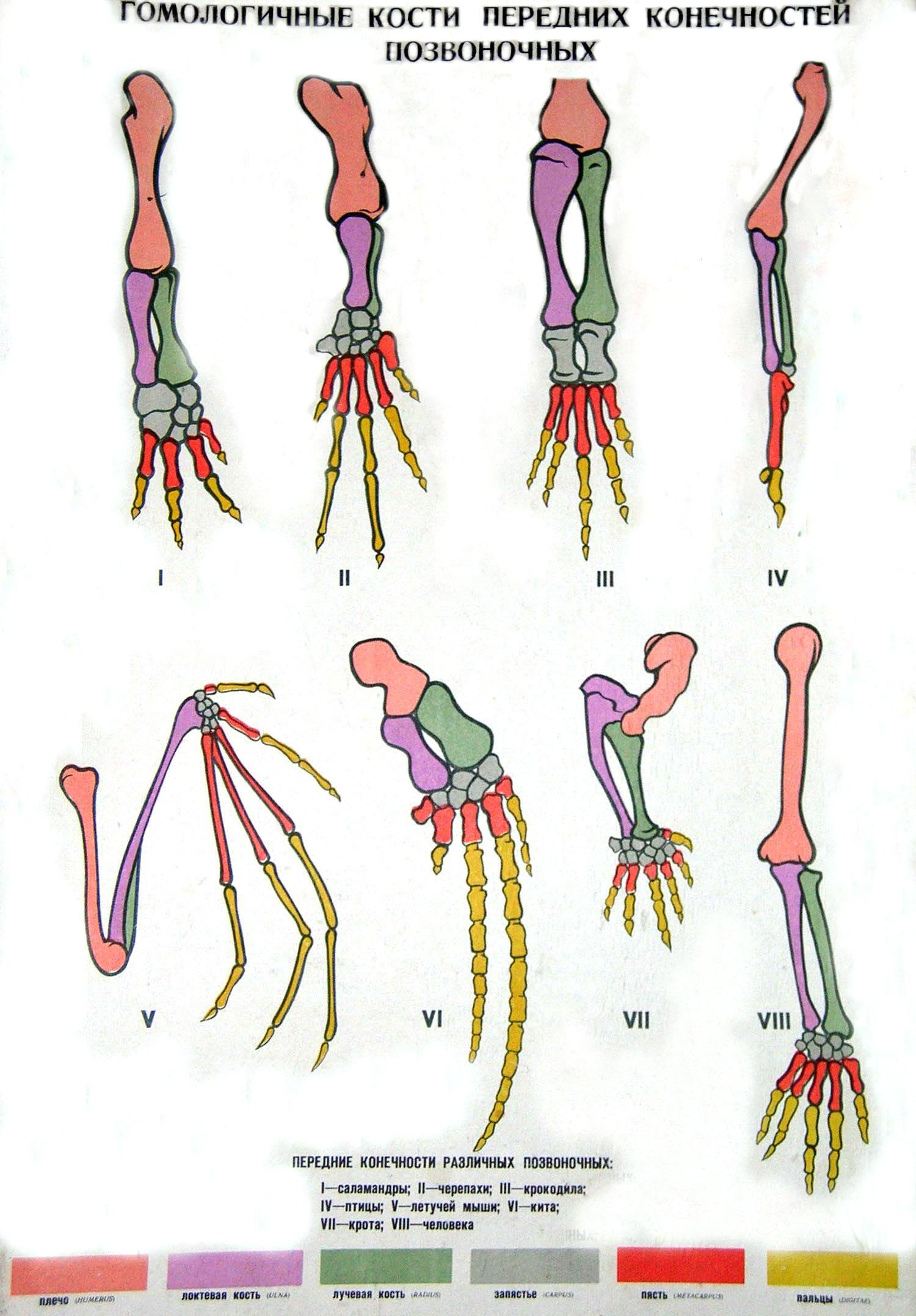 Кости пальцы птицы. Строение конечностей позвоночных. Строение передних конечностей позвоночных. Эволюция скелета конечностей у позвоночных. Гомологичные конечности позвоночных.