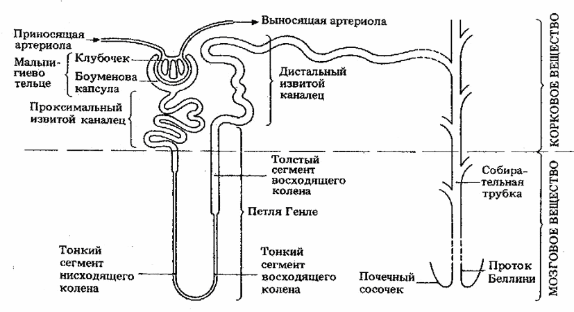 Презентация по биологии в 8 классе "Мочевыделительная система"
