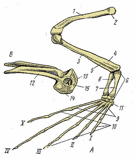 Схема строения конечности любого наземного хордового животного