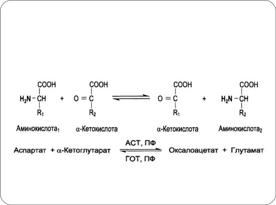 Аланин трансаминаза. Схема реакции трансаминирования алт. Аспартат глутамат трансаминирование. Реакции трансаминирования биохимия. Аспартат Альфа кетоглутарат.