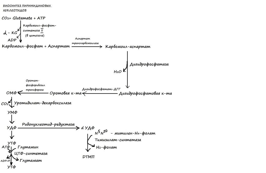 Схема синтеза дезоксирибонуклеотидов. Синтез дезоксирибонуклеотидов. Регуляция.. Биосинтез дезоксирибонуклеотидов. Схема гликолиза биохимия.