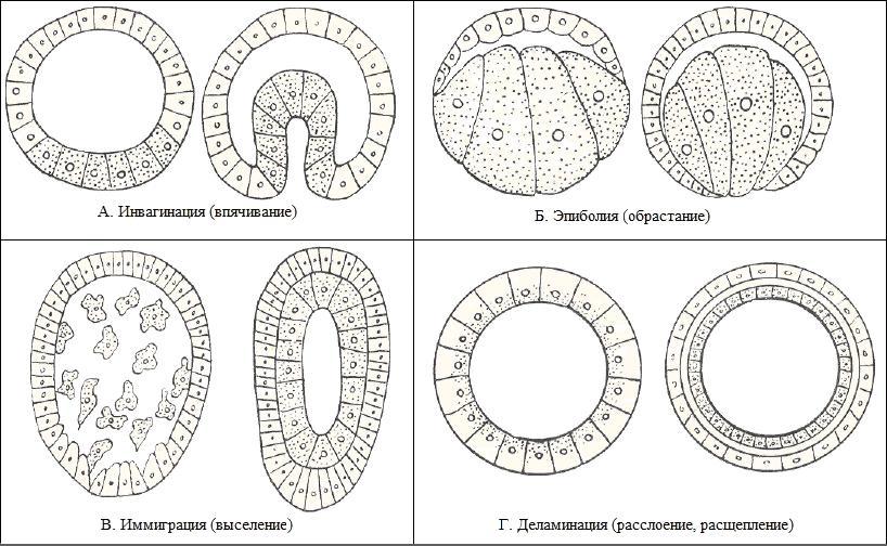 Гаструляция иммиграция рисунок