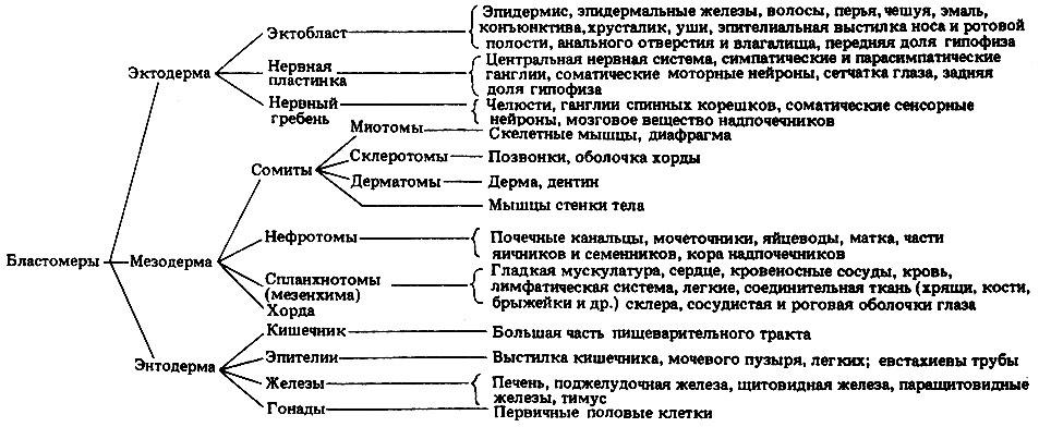 Производным кожной эктодермы является. Схема зародышевых листков и их производные. Органы производные зародышевых листков. Эктодерма производные зародышевых листков. Производные эктодермы энтодермы и мезодермы таблица.