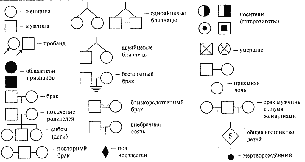 Родословная биология схема