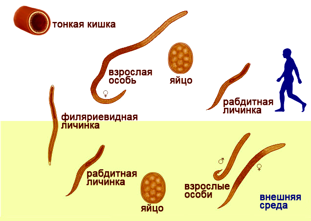 Жизненный цикл угрицы кишечной. Цикл развития угрицы кишечной. Кишечная угрица личинка рабдитная. Угрица кишечная жизненный цикл.